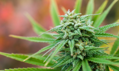 "Explore a Variety of Strains from a Leading Online Weed Dispensary in Canada"