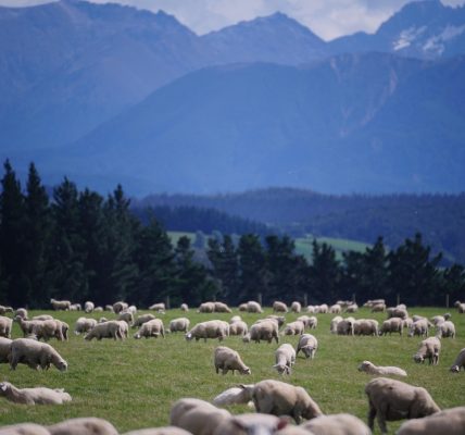 Sheep, new zealand, farm — Wire-O Bound Books: A Perfect Choice for Professional Documents