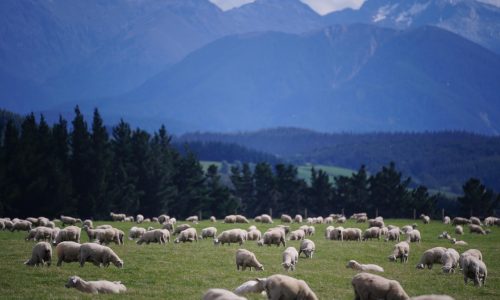 Sheep, new zealand, farm — Wire-O Bound Books: A Perfect Choice for Professional Documents