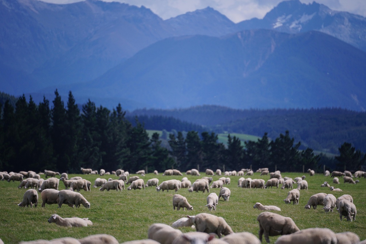 Sheep, new zealand, farm — Wire-O Bound Books: A Perfect Choice for Professional Documents