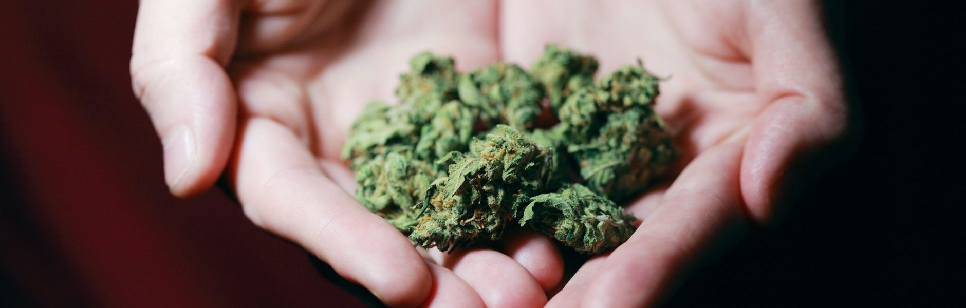 IM Cannabis acquisition news