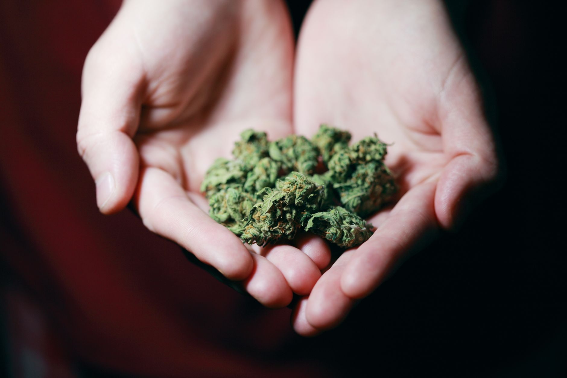 IM Cannabis acquisition news