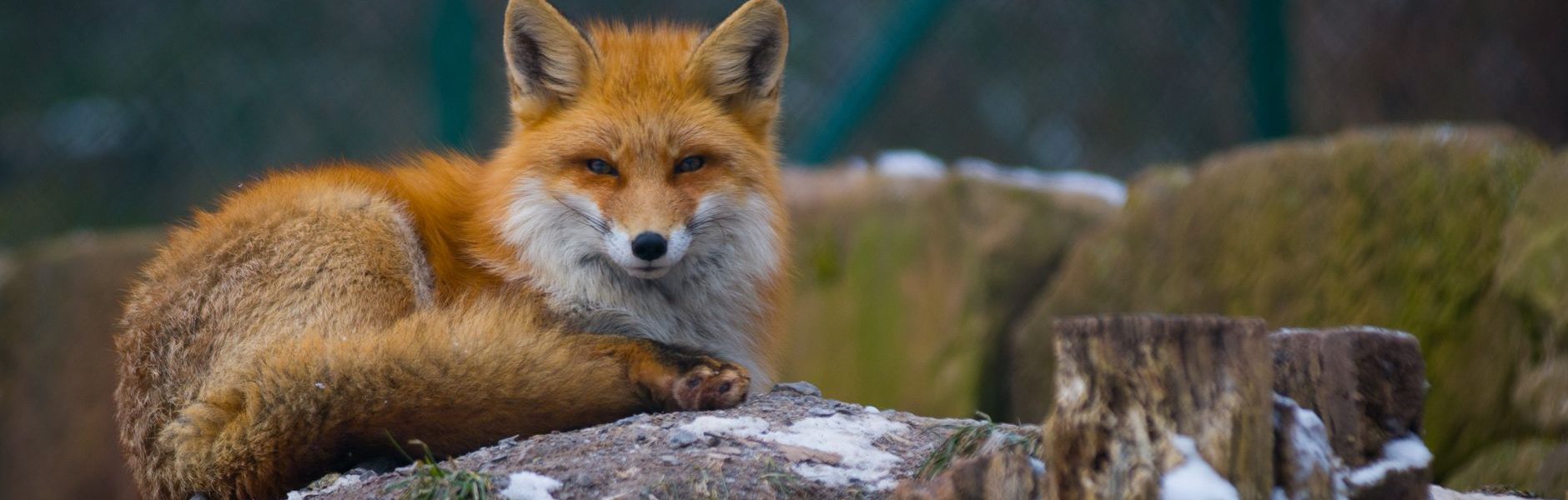 Fox acquisition of Roku