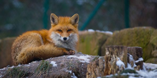 Fox acquisition of Roku